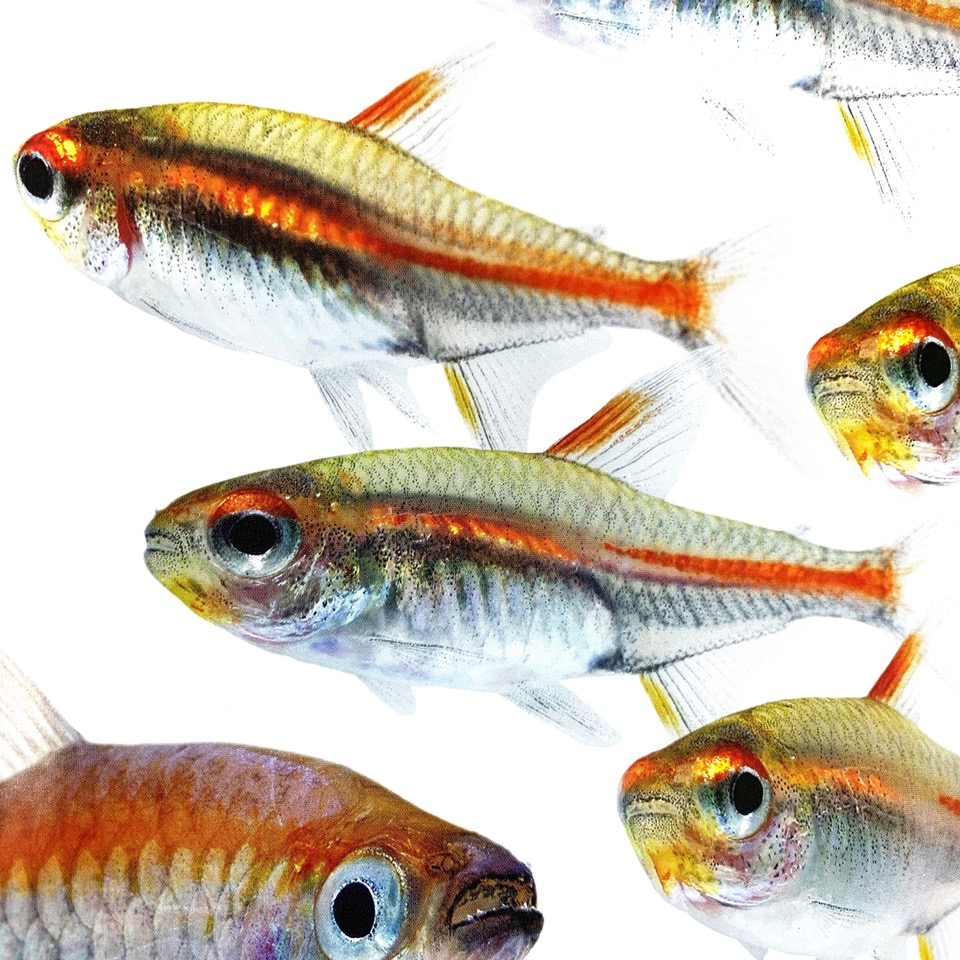 Hemigr.gracilis   Vuurneon M @